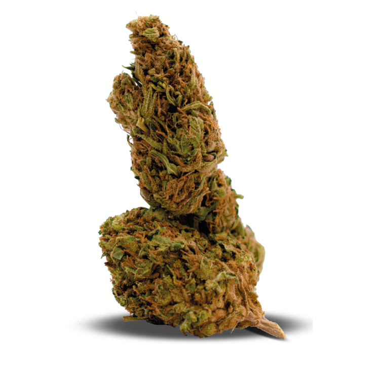 ORANGE-DAIQUIRI-HIBRIDA-MOTA